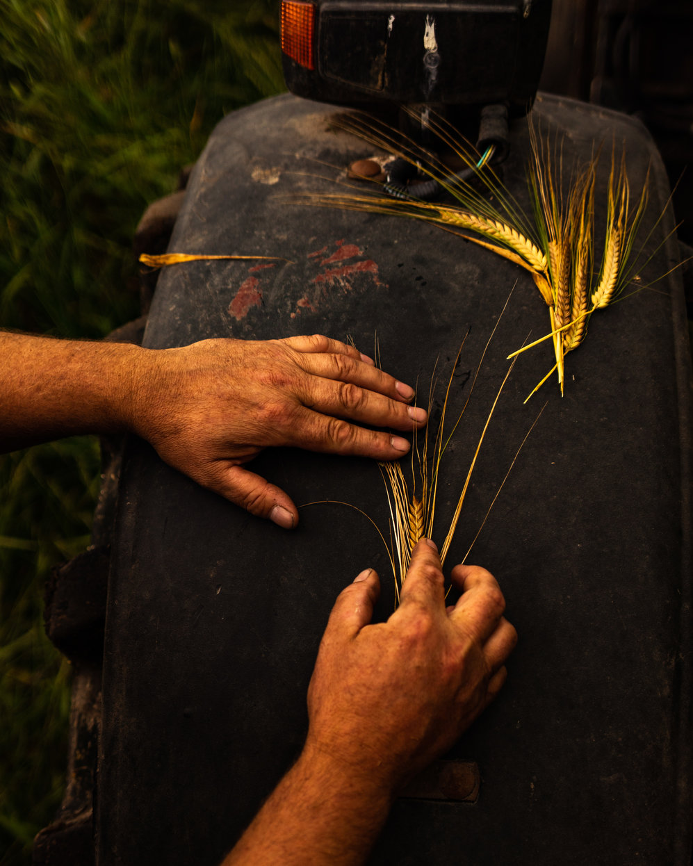 rsz_wd-seamus-duggan-midseason-harvest-web-29